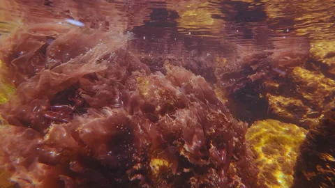 Close-up of vivid pink colors of Red Algae Porphyra swaying in current reflected Stock Footage 341283149