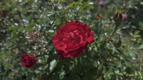 Close-up of vivid red Alpine rose or Mountain rose (Rosa pendulina) swaying in Stock Footage 316322129