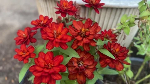 Close-up of vivid red Zinnia elegans flowers with green leaves in garden Stock Footage 312855347