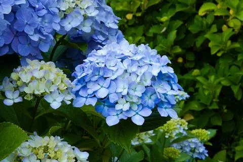 Close-up of Vivid Sky Blue Hydrangea Flowers Blooming Among Fresh Green Leaves Stock Photos