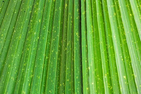 Close up of Vivid Tropical Green Leaf Texture. Stock Photos
