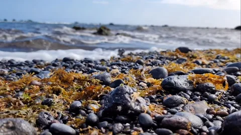 Close-up of Volcanic Pebble Beach with Seaweed and Soft Waves - 4K Video stock 334628528