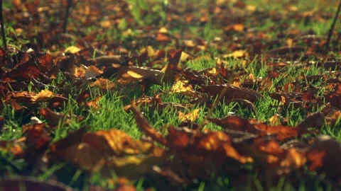 Close up von ins Gras fallenden fallenden Kastanien in Zeitlupe Herbst Stock Footage 164549049