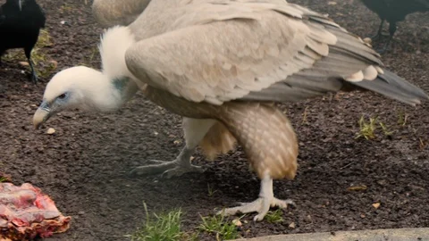 Close up of vulture eating Stock Footage 119493840