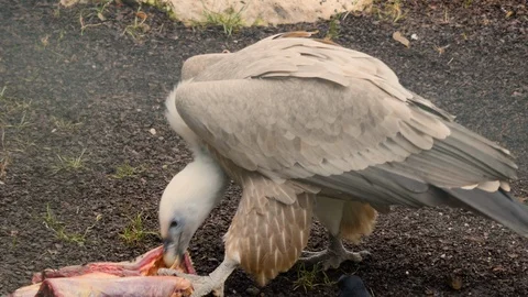Close up of vulture eating Stock Footage 119493843