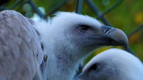 Close up of vulture Stock Footage 135590635