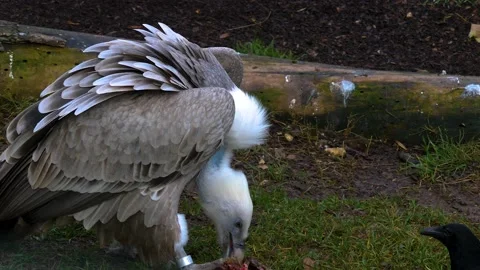Close up of a vulture Stock Footage 144389094