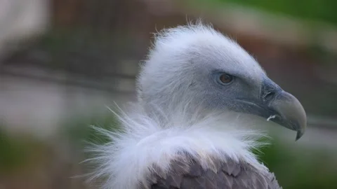 Close up of vulture  Stock Footage 217394596