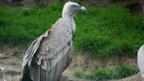 Close up of vulture  Stock Footage 270629119
