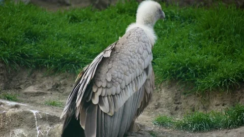 Close up of vulture  Stock Footage 270930775
