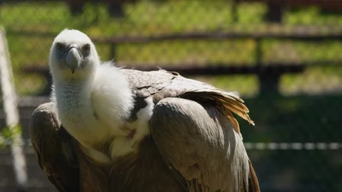 Close up vulture Stock Footage 274232761