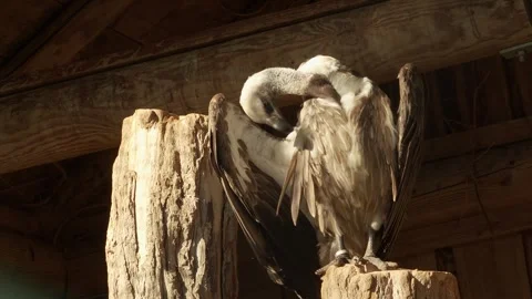 Close up of vulture resting Video stock 344412664