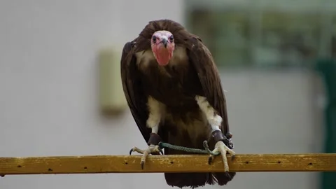 Close up vulture sitting  Stock Footage 254120236