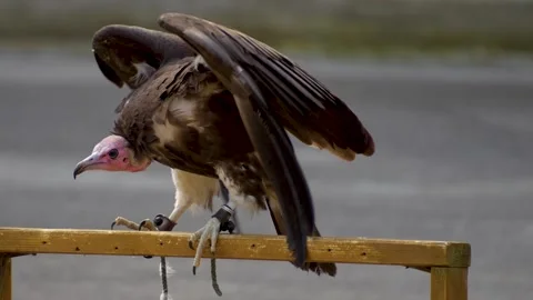 Close up of vulture sitting Stock Footage 255010414