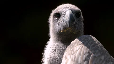 Close up of a vulture sitting Stock-Footage 274231784