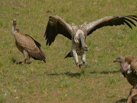 Close up of vulture walking with wings open to feed on Wildebeest carcass at Stock Footage 81563208