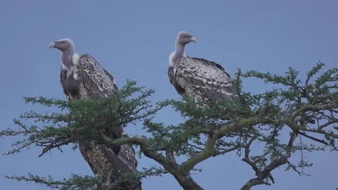 Close up vultures bird tree Ol Pejeta Kenya Africa 動画素材 232962133