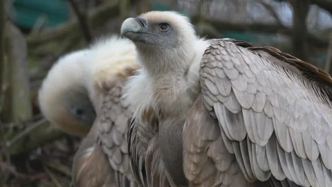 Close up of vultures sitting  Stock Footage 263574989