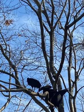Close-up of Vultures on Tree Branches Stock Photos