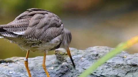 Close up of wadding bird Stock Footage 121825624