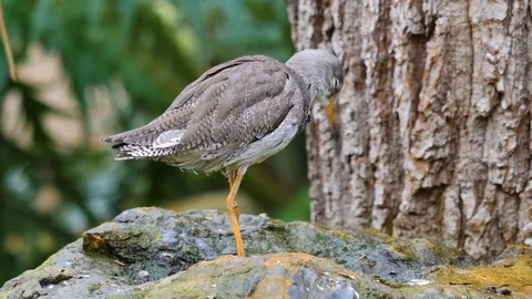 Close up of wadding bird Stock Footage 121826623