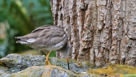 Close up of wadding bird Stock-Footage 121826719