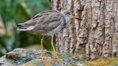 Close up of wadding bird Stock Footage 121827616