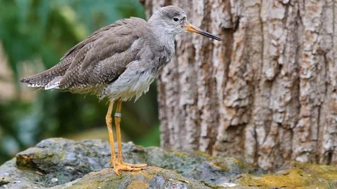 Close up of wadding bird Stock Footage 121827982