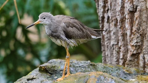 Close up of wadding bird Stock Footage 121829126