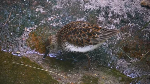 Close up wadding bird  Stock Footage 246425992