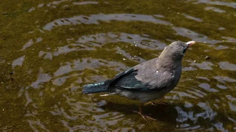 Close up of wading bird cleaning it self  Stock Footage 139218527