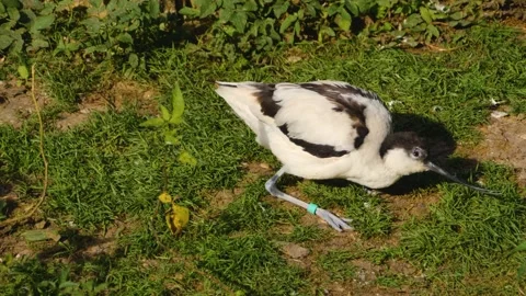 Close up of wading bird Stock Footage 135601570