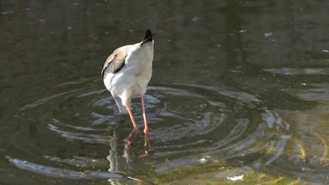 Close up of a wading bird Stock Footage 267719437