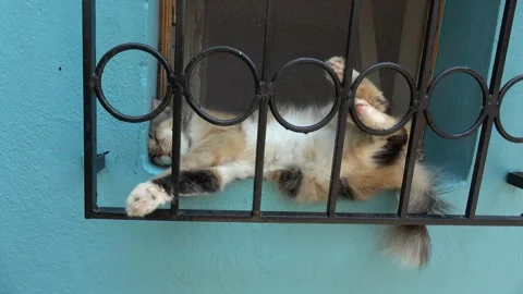 Close waking up a calico cat resting upside down behind a iron window grill 스톡 동영상 341585308