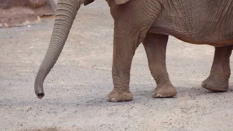 Close up of walking elephant in slow motion 60fps Stock Footage 153404289