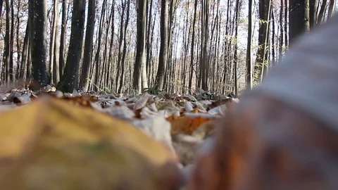 Close up of walking legs with rustle of dead leaves Video stock 72838798
