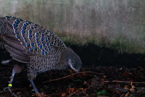 Close-up of a Walking Peacock Stock Photos