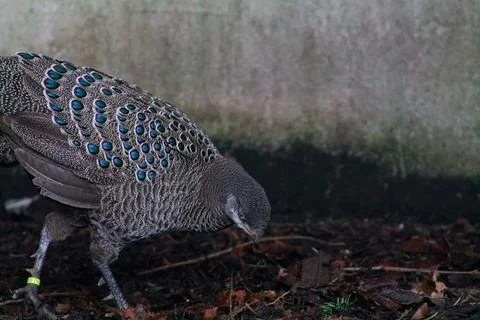 Close-Up of a Walking Peacock Stock Photos