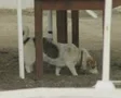 Close up of walking pet dog SD Footage