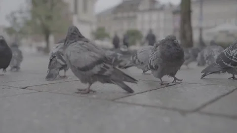 Close-up of walking pigeons Stock Footage 82338900