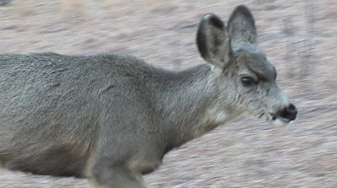 Close Walking Ten Month Old Buck Fawn Stock Footage 49440261