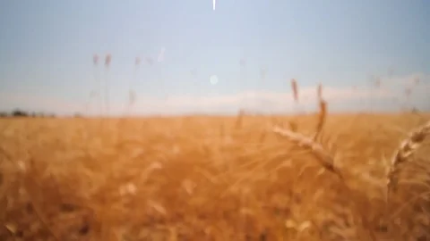 Close up walking through a wheat field Stock Footage 78523950