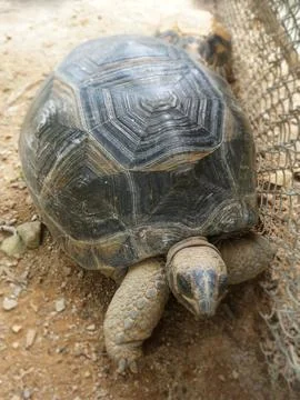 Close up a walking turtle on sand pile in cage Foto stock
