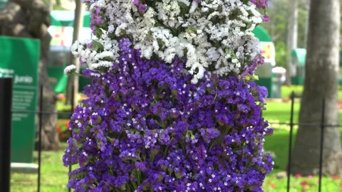 Close-up of a wall adorned with small flowers of various colors in the park 7 de Video stock 163680146
