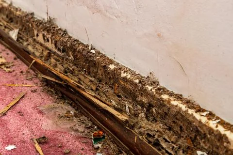 Close-up of Wall baseboard damaged by termites and water Stock Photos