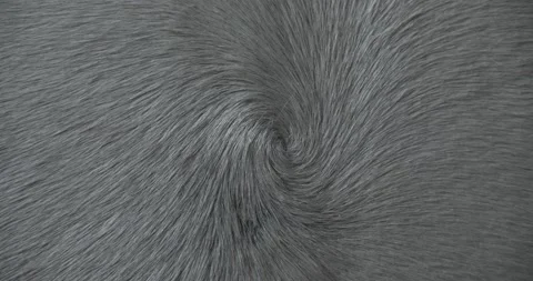 Close-up of a wall with cowhide leather - Empty hotel under construction - Stock Footage 160316211