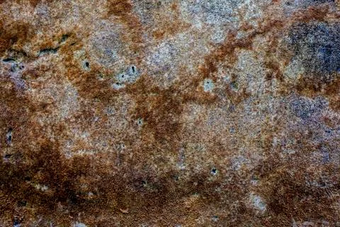Close up of wall full of brown colored dried algae on it used as food also an Foto stock