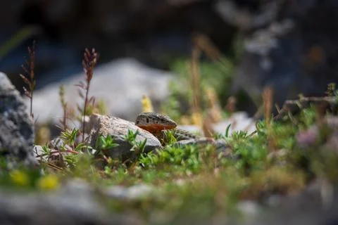 Close up of a wall lizard reptile sunbathing on a rock. Wild animal in its na Fotos Stock