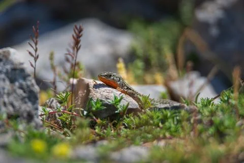Close up of a wall lizard reptile sunbathing on a rock. Wild animal in its na Stock Photos