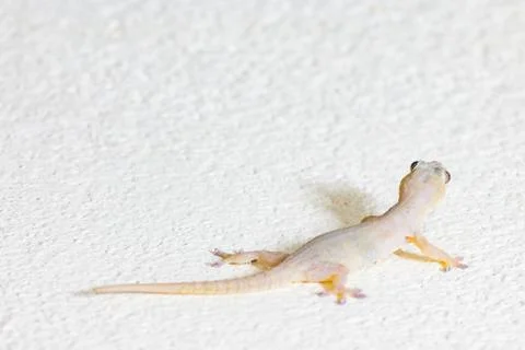 Close Up wall-lizard on yellow concrete background Foto stock